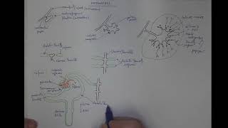 0903 Metanefros  definitivní ledvina [upl. by Ahsiekar]