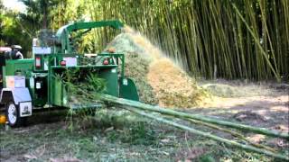 Chipping bamboo at Bamboo Land Australia [upl. by Alletsirhc]