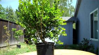 How I created The Walking Boxwood Bonsai Part 1 Pruning [upl. by Francoise]