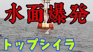 なかぴまるで落としこみ＆シイラ！ 前編 トップゲームで水面爆発バイトするハゲ [upl. by Engleman]