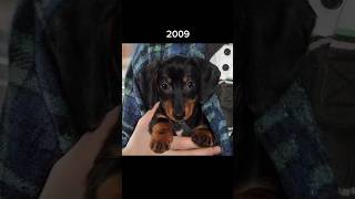 Crusoe Turns 14  Watch His Evolution [upl. by Yanetruoc]