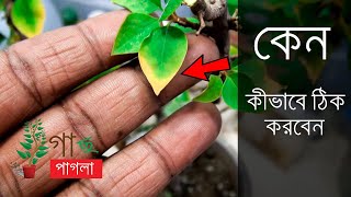 What causes yellowing on plant leaves  কেন গাছের পাতা হলুদ হয় [upl. by Kcirdes]