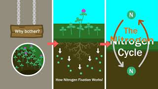 Understanding Our Soil The Nitrogen Cycle Fixers and Fertilizer [upl. by Ivette]