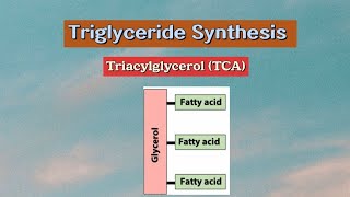 Triglyceride Synthesis Triacylglycerol TCA metabolism biochemistry lipids [upl. by Odlopoel134]