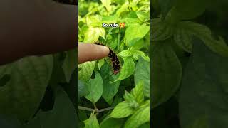 Caterpillar eating leaves caterpillar larva [upl. by Trebornhoj862]