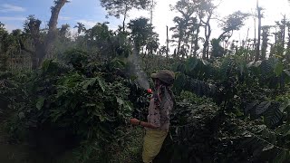 HOW TO AVOID SHOTHOLE BORER  SPRAY FOR ROBUSTA PLANTATION [upl. by Zitella302]