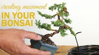 How to Create a Bonsai with Movement  Wiring a bonsai tree trunk [upl. by Neumann]