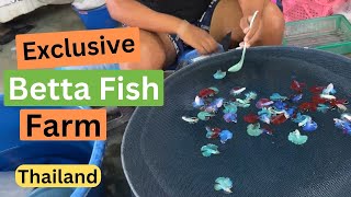 Largest Betta Fish Farm in Thailand  See How They Breed Them [upl. by Cired]