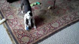 Funny Dogs Boston Terriers Playing amp Chasing [upl. by Salena]