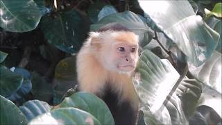 Mono Carablanca  White faced Monkey  Cebus capucinus [upl. by Ide435]