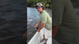 Monster BARRACUDA in the River 🎣😎 fishingvideo fyp shorts [upl. by Stu]