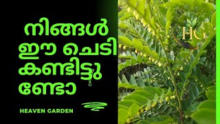 Phyllanthus buxifolius Plantgardening plants outdoor plantsbuxifolius pistasia [upl. by Huntington]