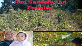 Back to the farm  on how to secure ur pond Sandalwood Farming [upl. by Holbrooke576]