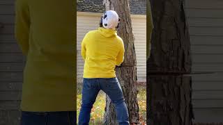 Cutting down a sick black birch tree felling [upl. by Tirrag]