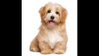 Havanese Dog Breed [upl. by Amber]