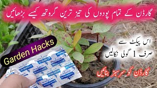 Amazing fertilizer to make lush green plants  پودوں کو صرف ایک گولی سے سرسبز بنائیں [upl. by Anetsirk]