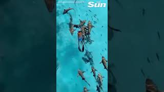 Drone captures swimmer gliding alongside nurse sharks in Maldives waters shorts [upl. by Liarret]