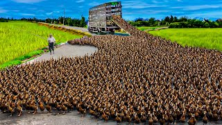 How to Raising Millions of Duck on Rice Field For Meat  Free range Duck Farming Technique [upl. by Davon]