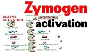 Zymogen activation [upl. by Beuthel]