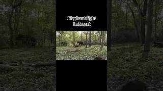 Elephant fight in forestwildelephanttravel ytytshortsviralelephamtfight [upl. by Heady238]