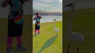 Giant Swan 🦢 😱 shorts shortsfeed ytshorts swan animals [upl. by Llirpa]