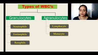 The Circulatory System  lecture 5  Types of WBCs Granulocytes Agranulocytes [upl. by Herta]