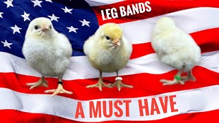 American Bresse chicks with LEG BANDS [upl. by Yeldud]