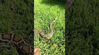 BURMESE Python handling outside snake burmesepython [upl. by Foscalina]