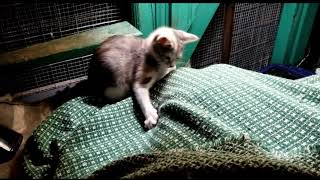 How to socialize feral kittens using a blanket [upl. by Vince]