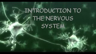 INTRODUCTION To The NERVOUS SYSTEM  GCSE Biology BBC Bitesize [upl. by Eiramnerual455]