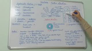 Vaucheria Thallus Structure BSc Part I Dr Vinod Kumari [upl. by Ainala840]