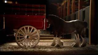 Budweiser Clydesdale Commercial  High Definition [upl. by Brelje]