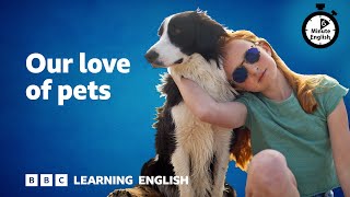 Our love of pets ⏲️ 6 Minute English [upl. by Ellenaej]