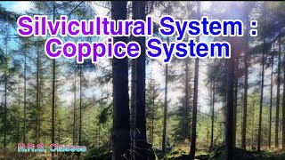 Silvicultural System Coppice System  Forestry [upl. by Nyrret]