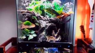 Crested Gecko Paludarium  Vivarium  Terrarium Update [upl. by Adnolay]