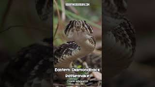 🐍 Eastern Diamondback Rattlesnake Rattling Its Tail In Slow Motion 🐍 [upl. by Siuqram]