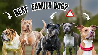 How to Choose the Right Bull Breed Dog for Your Family [upl. by Claman]