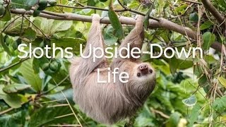 Sloths UpsideDown Life rosellureta sloth slothbear [upl. by Amihsat]