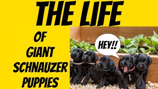 Watch Giant Schnauzer Puppies Birth To Weaning  Fancy x Russian Champion [upl. by Einnoj]