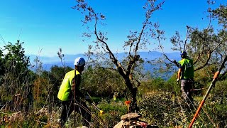 Official exam Olive Pruning Vaso Policonico [upl. by Adnoved]