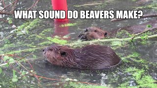 What Sound Do Beavers Make Turn it Up to Hear Them Talk [upl. by Ahsatam308]