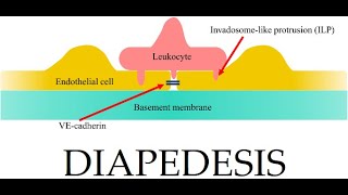 L38 Extravasation Diapedesis Understanding the Molecular Mechanisms Part 3 [upl. by Erbua664]