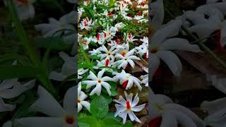 Parijatha flowers nu plant nundi enduku koyakudadushotstrending🙏🌺🌺🌺🙏 Subscribe [upl. by Pellet]