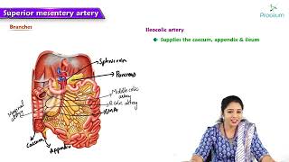 15 Anatomy of Superior Mesenteric Artery  MBBS Lecture [upl. by Refinnaej]