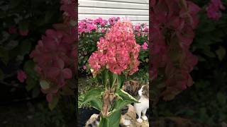 Hydrangea paniculata Fraise Melba flowers garden nature landscape hydrangea [upl. by Dearr]