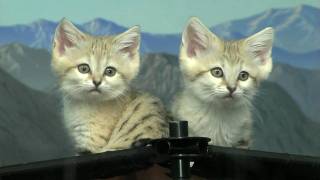 Cute Sand Cat KittensCincinnati Zoo [upl. by Einohtna]