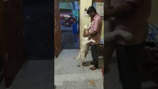 ROCKYfamilyTamil trending dog pets ennaiya enda 🐕😂tarcher panringaviralreels youtubeshorts [upl. by Atikahs]