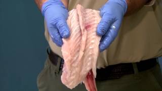 How To Filet An Asian Carp [upl. by Adamik179]