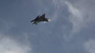 F22 Raptor in Rare Vertical Maneuver at AirFest 2009 [upl. by Nana]