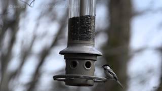 BlackCapped Chickadee Poecile atricapillus [upl. by Esyak]